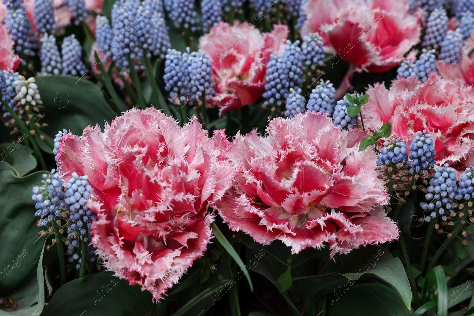 Photo of Many beautiful tulip and muscari flowers, closeup view. Spring season