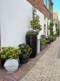 Different beautiful potted plants near building outdoors