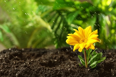 Photo of Fresh flower in fertile soil under rain, space for text