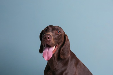 Photo of German Shorthaired Pointer dog on color background