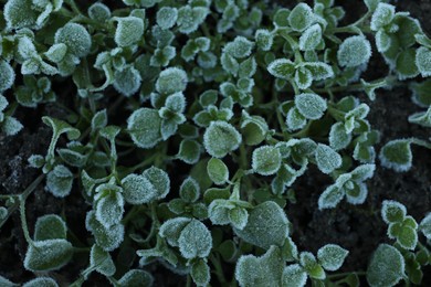 Photo of Green plants covered with hoarfrost on ground, top view