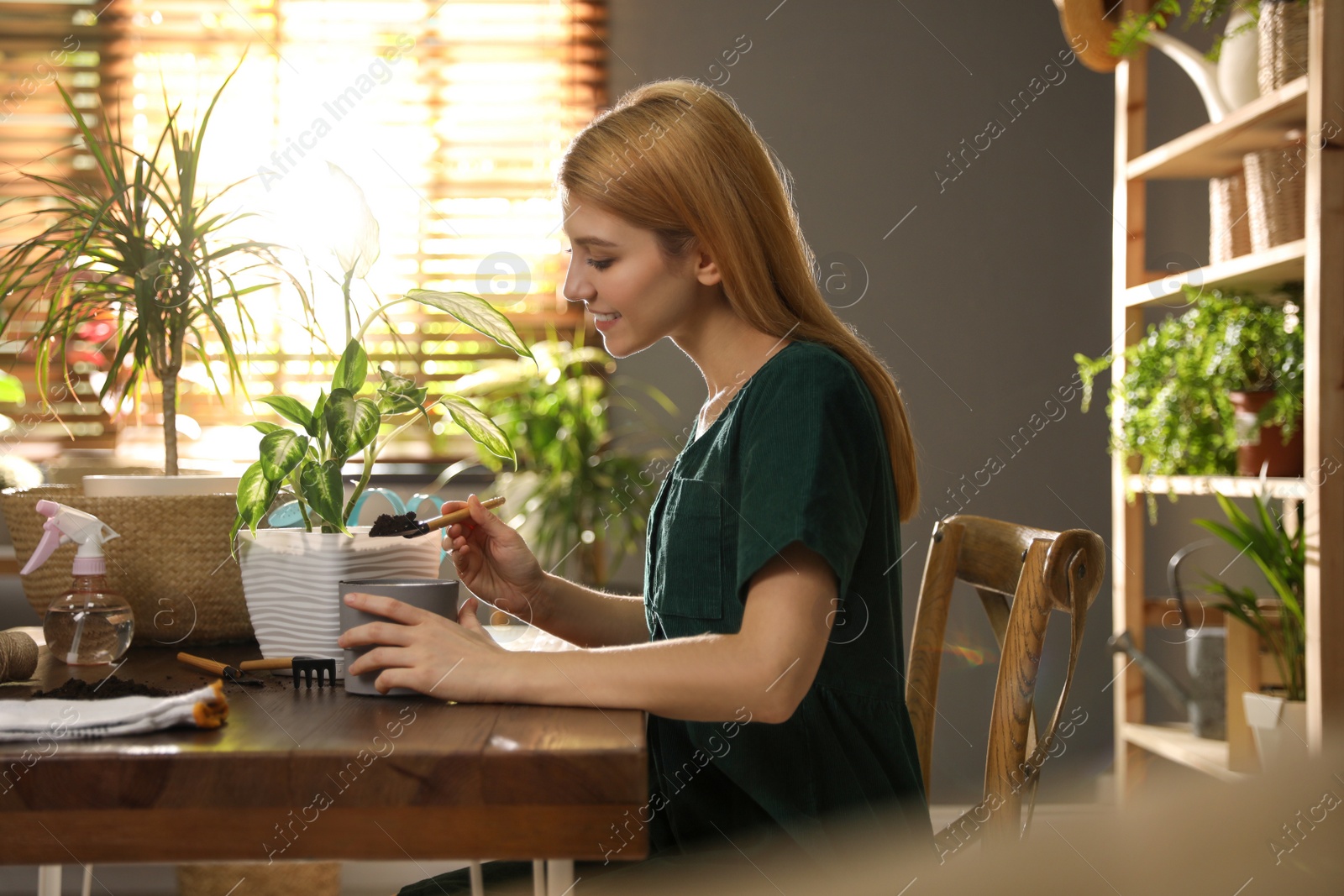 Photo of Young woman potting Dieffenbachia plant at home. Engaging hobby