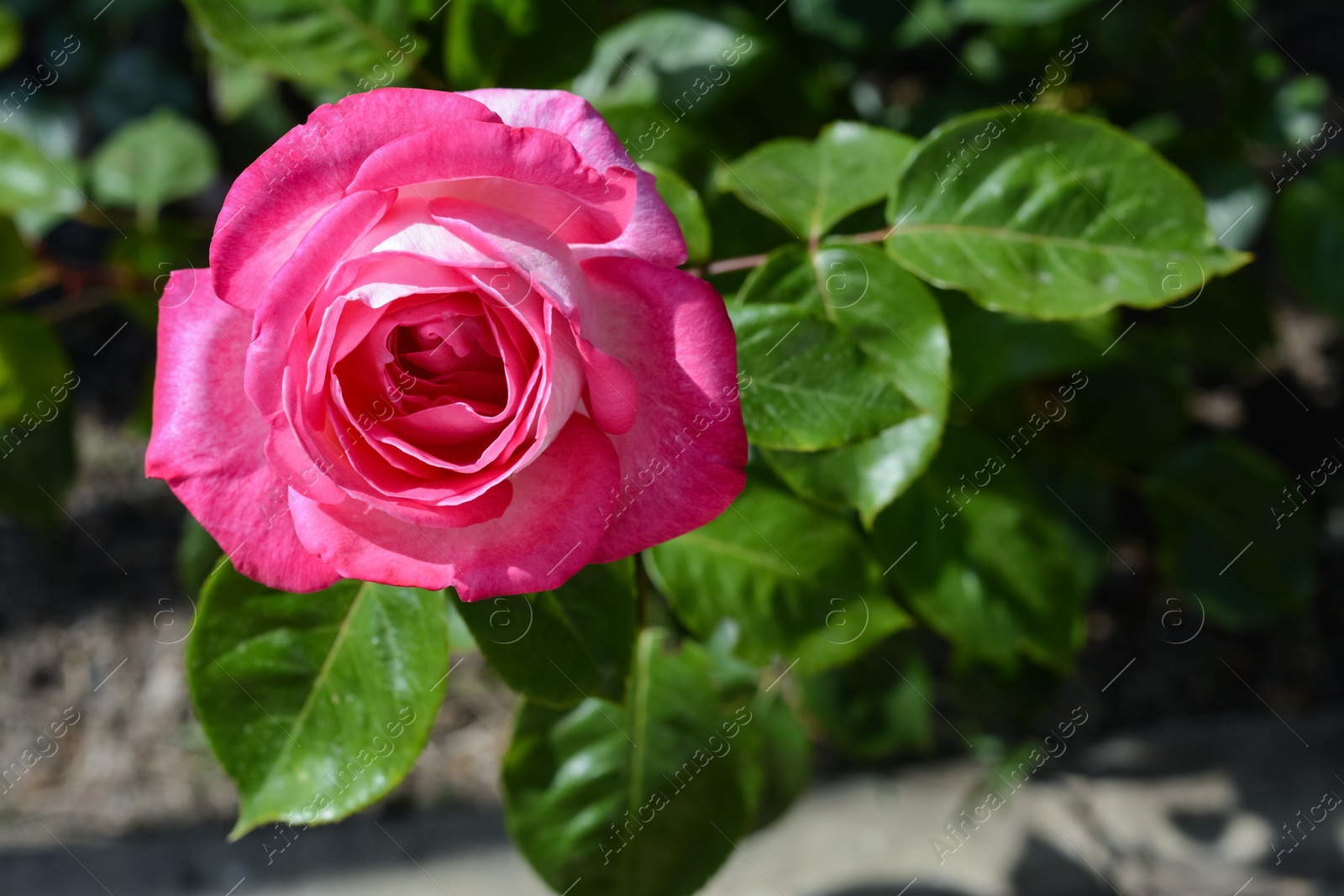 Photo of Beautiful pink rose flower blooming outdoors, closeup. Space for text