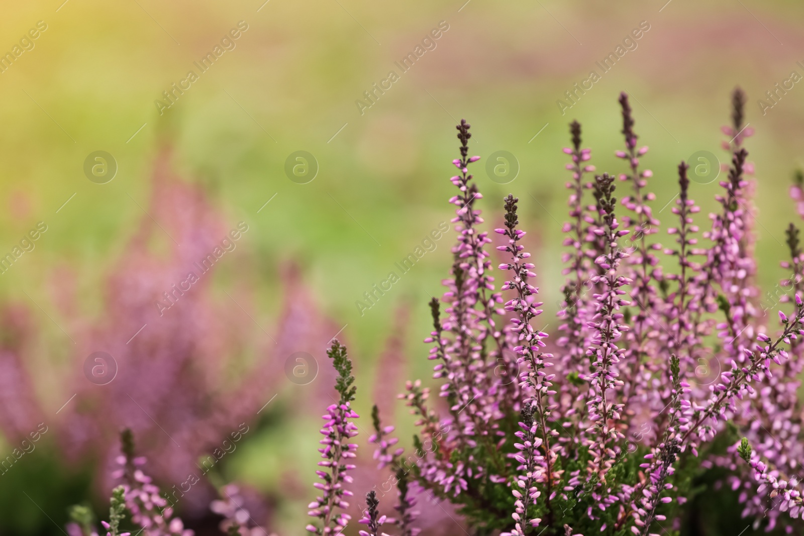 Photo of Heather shrub with beautiful flowers outdoors. Space for text