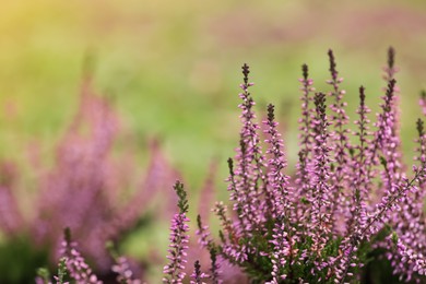 Photo of Heather shrub with beautiful flowers outdoors. Space for text