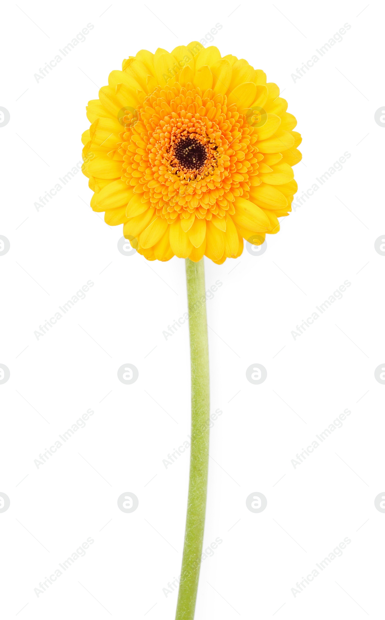 Photo of Beautiful yellow gerbera flower isolated on white, top view