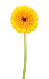 Photo of Beautiful yellow gerbera flower isolated on white, top view