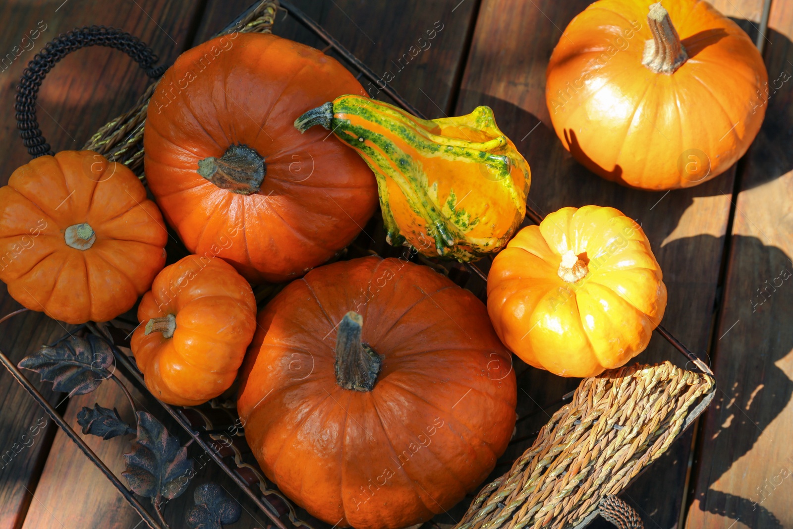 Photo of Many different ripe orange pumpkins on wooden table, above view