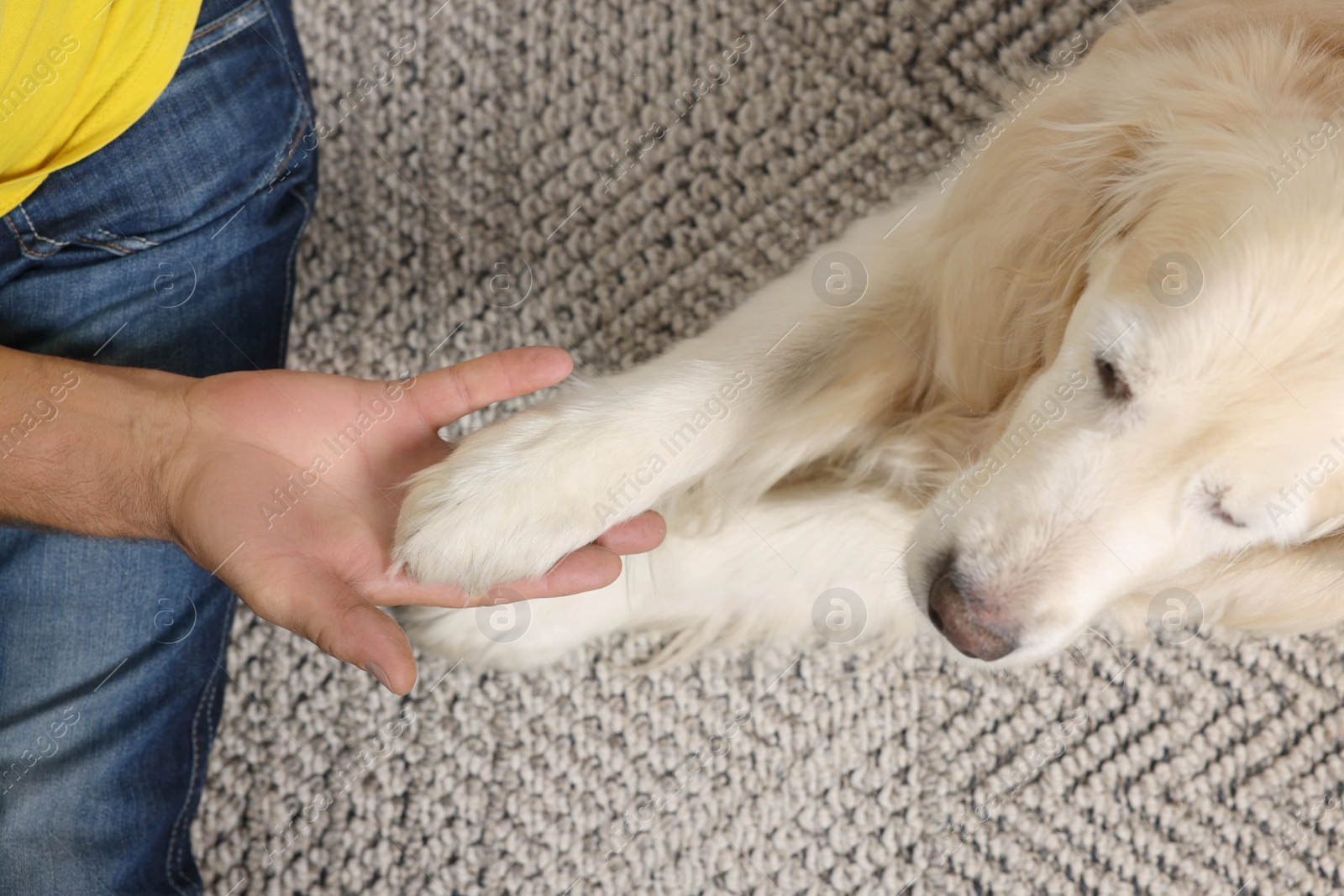 Photo of Man holding dog's paw on blanket, top view