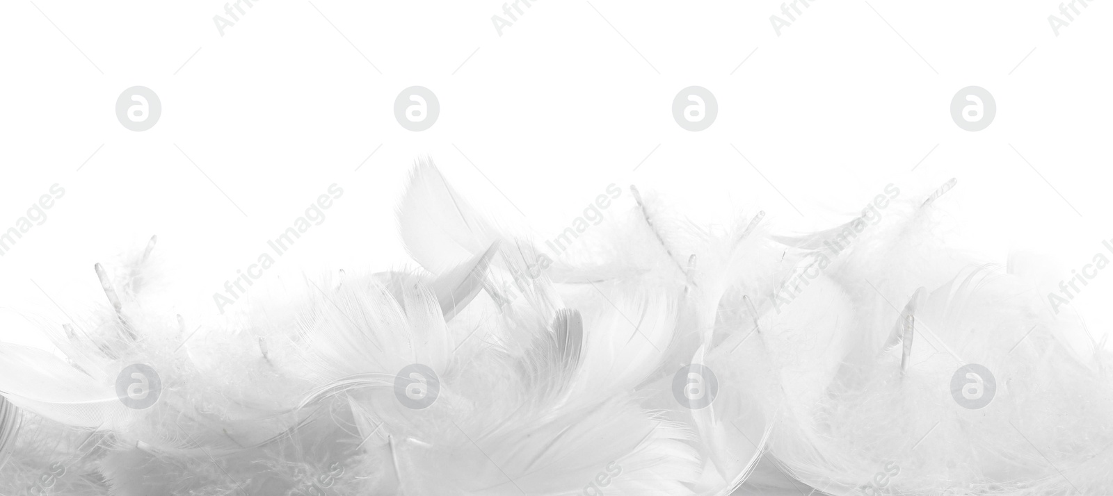 Photo of Beautiful fluffy bird feathers isolated on white