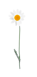 Blooming chamomile isolated on white. Beautiful flower