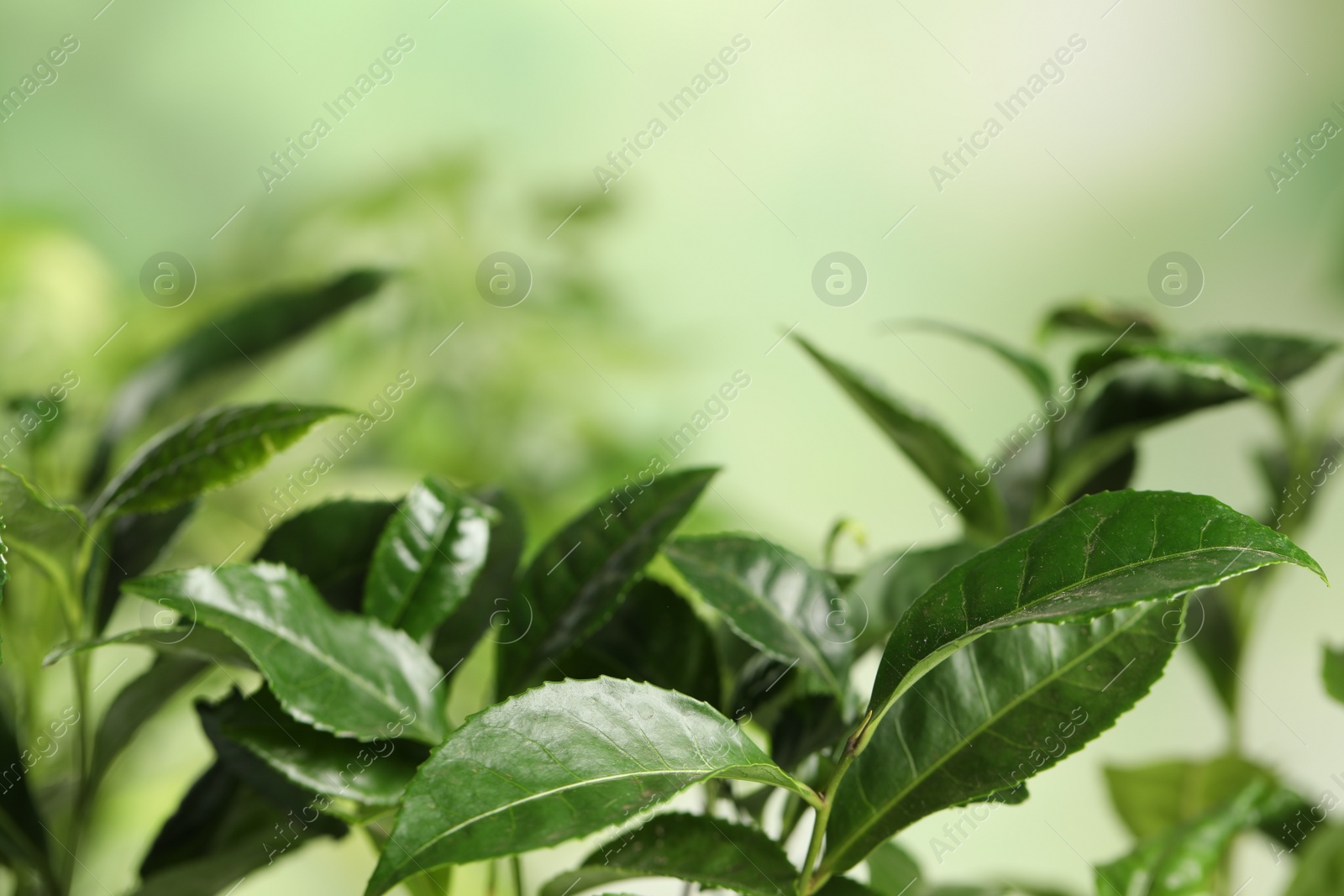 Photo of Green leaves of tea plant on blurred background