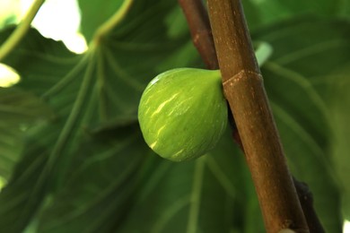 Photo of Unripe fig growing on tree in garden, closeup