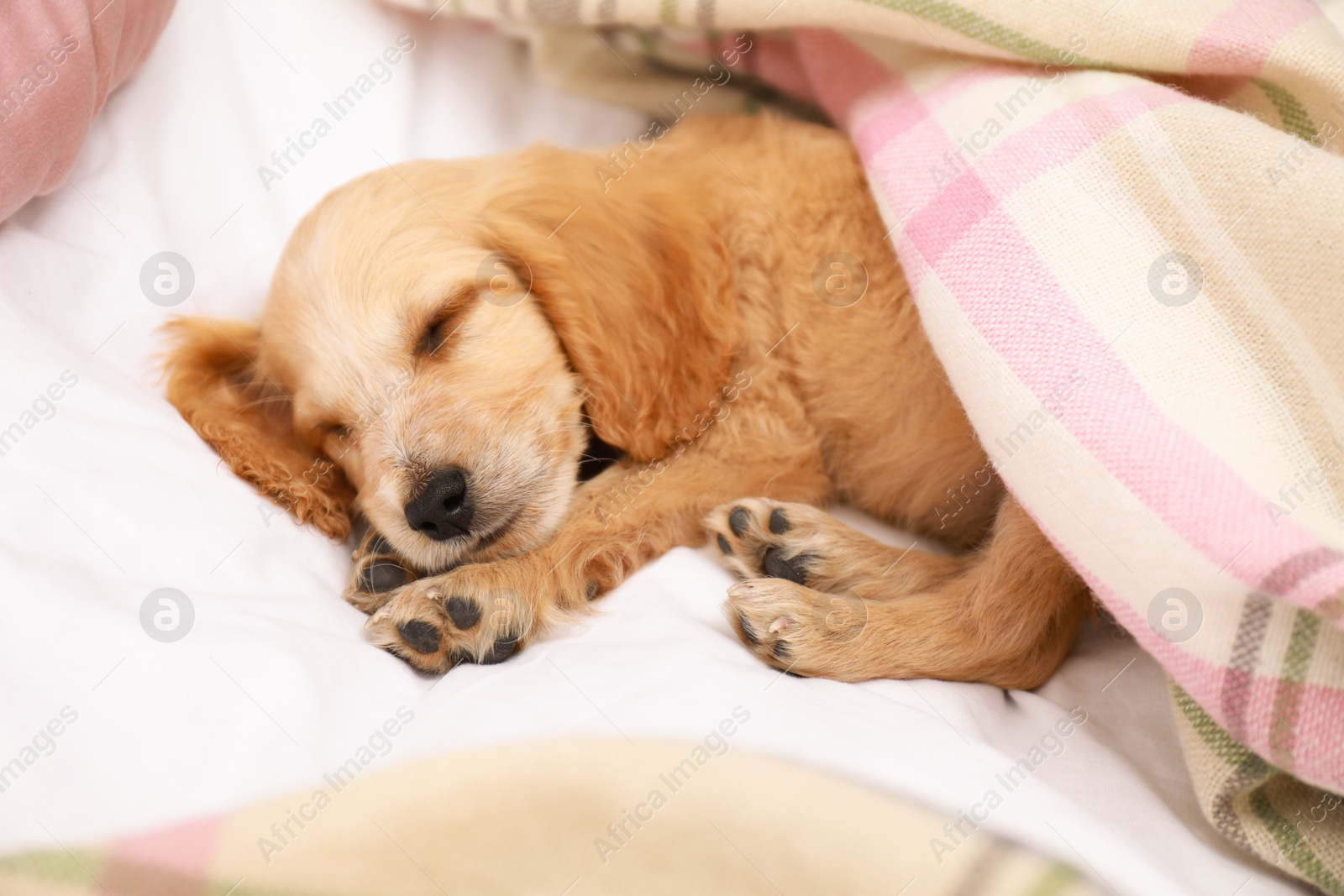 Photo of Cute English Cocker Spaniel puppy sleeping on bed