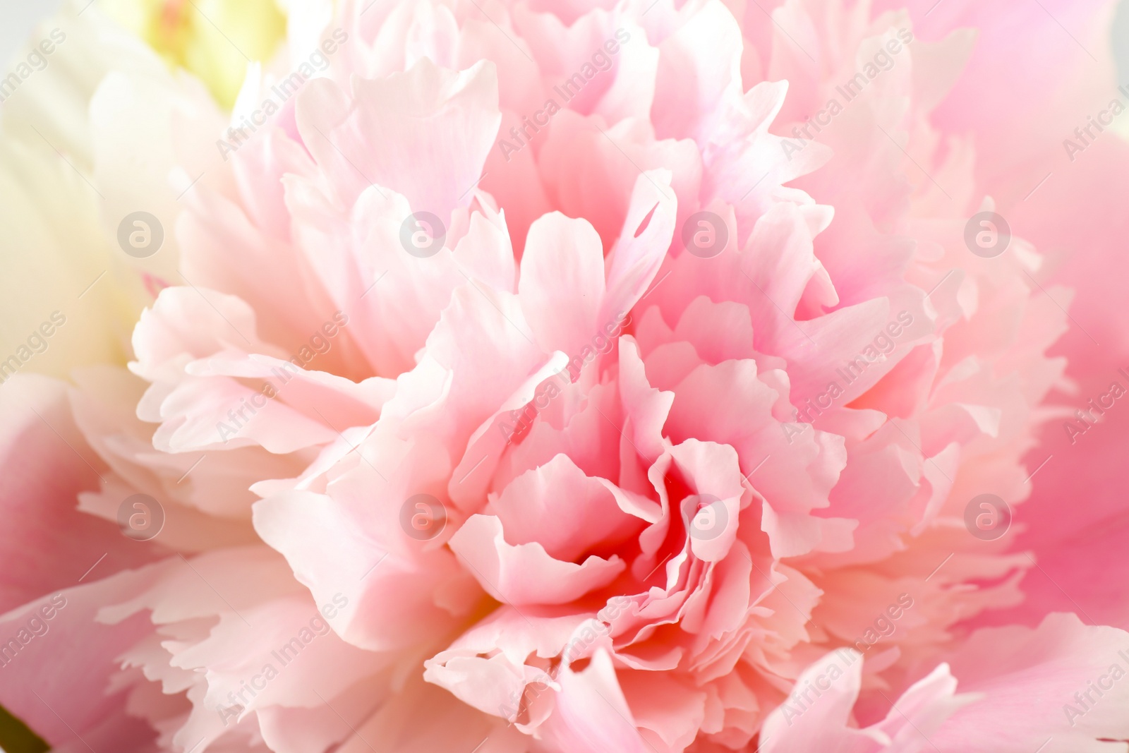 Photo of Beautiful blooming pink peony as background, closeup