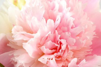 Beautiful blooming pink peony as background, closeup