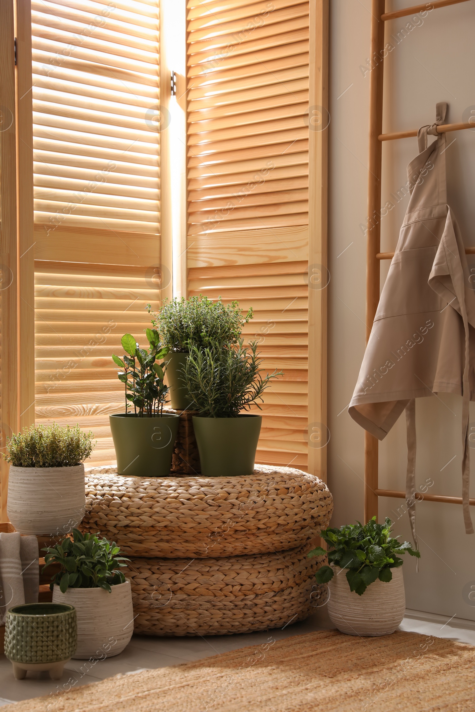 Photo of Different potted herbs in room. Interior design