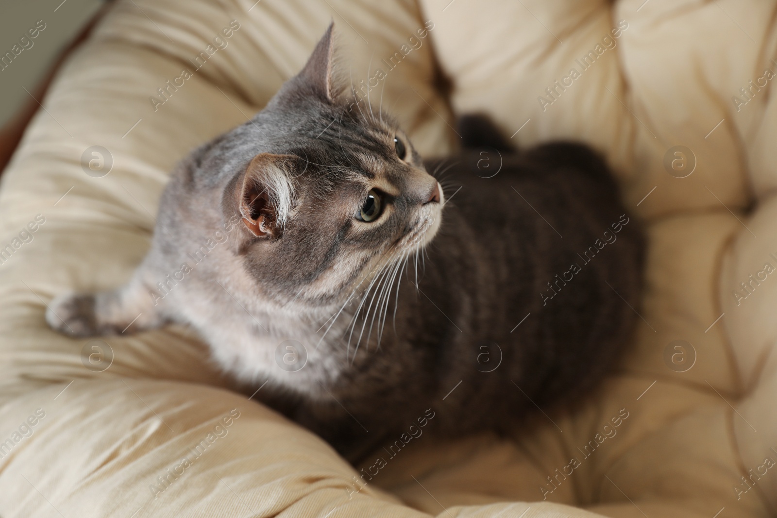 Photo of Tabby cat on soft pillow, above view with space for text. Cute pet