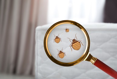 Image of Magnifying glass detecting bed bug on mattress, closeup view
