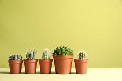 Photo of Beautiful succulent plants in pots on table against yellow green background, space for text. Home decor