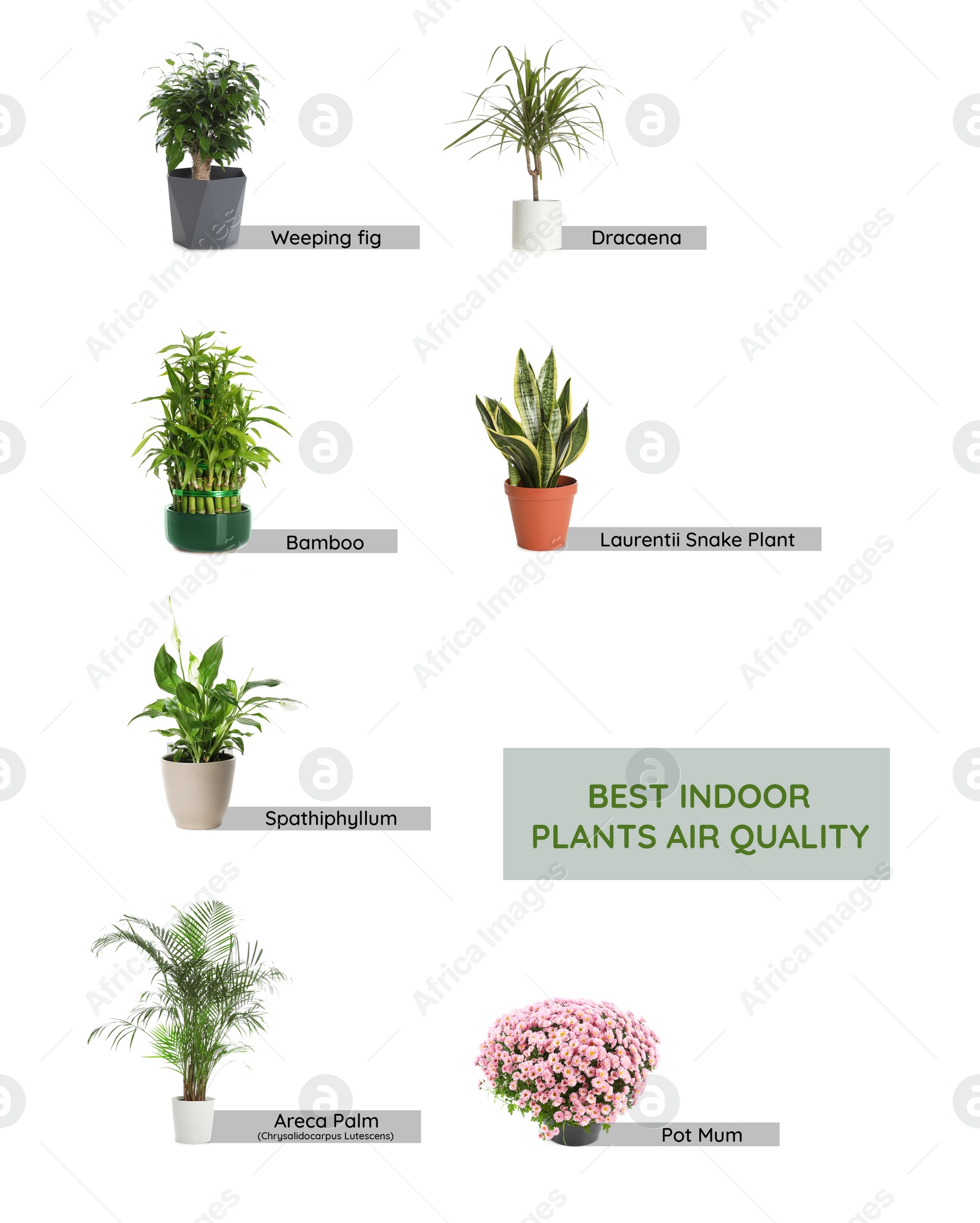 Image of Set of best house plants for air quality improvement on white background