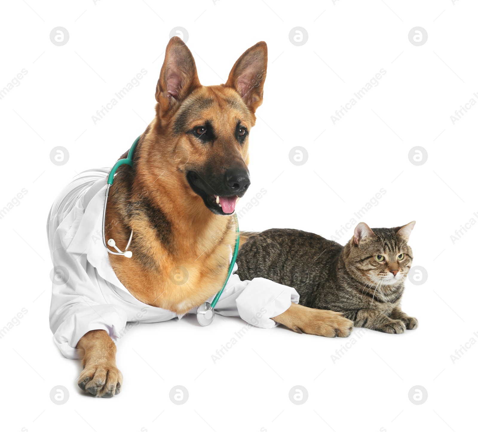 Photo of Cute dog in uniform with stethoscope as veterinarian and cat on white background