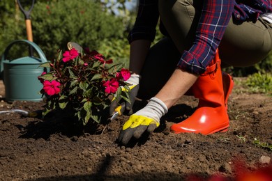 Woman planting flowers outdoors on sunny day, closeup. Gardening time