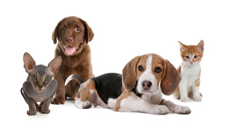 Image of Adorable little kittens and puppies on white background