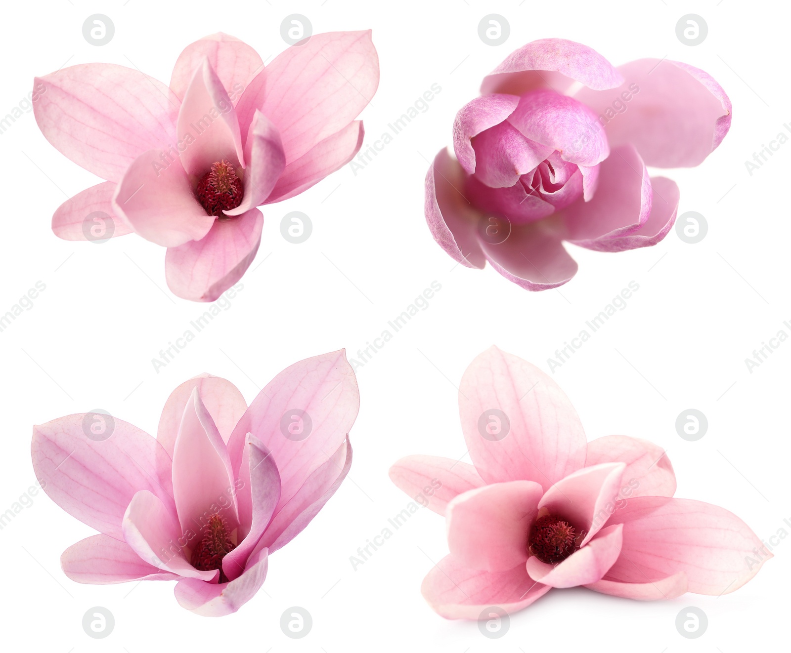 Image of Set with beautiful magnolia flowers on white background