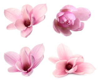 Image of Set with beautiful magnolia flowers on white background