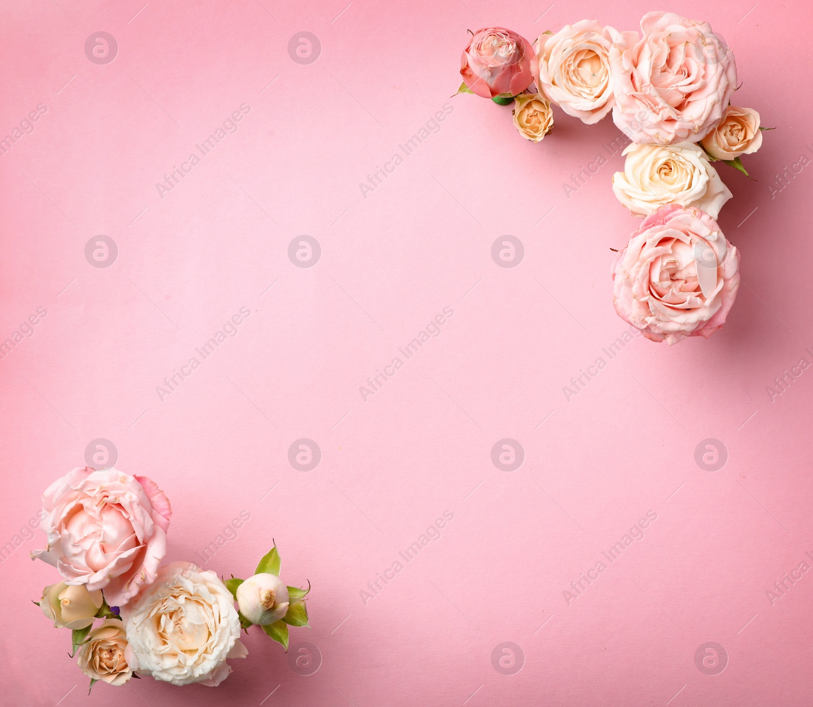 Photo of Flat lay composition with beautiful roses and space for text on color background