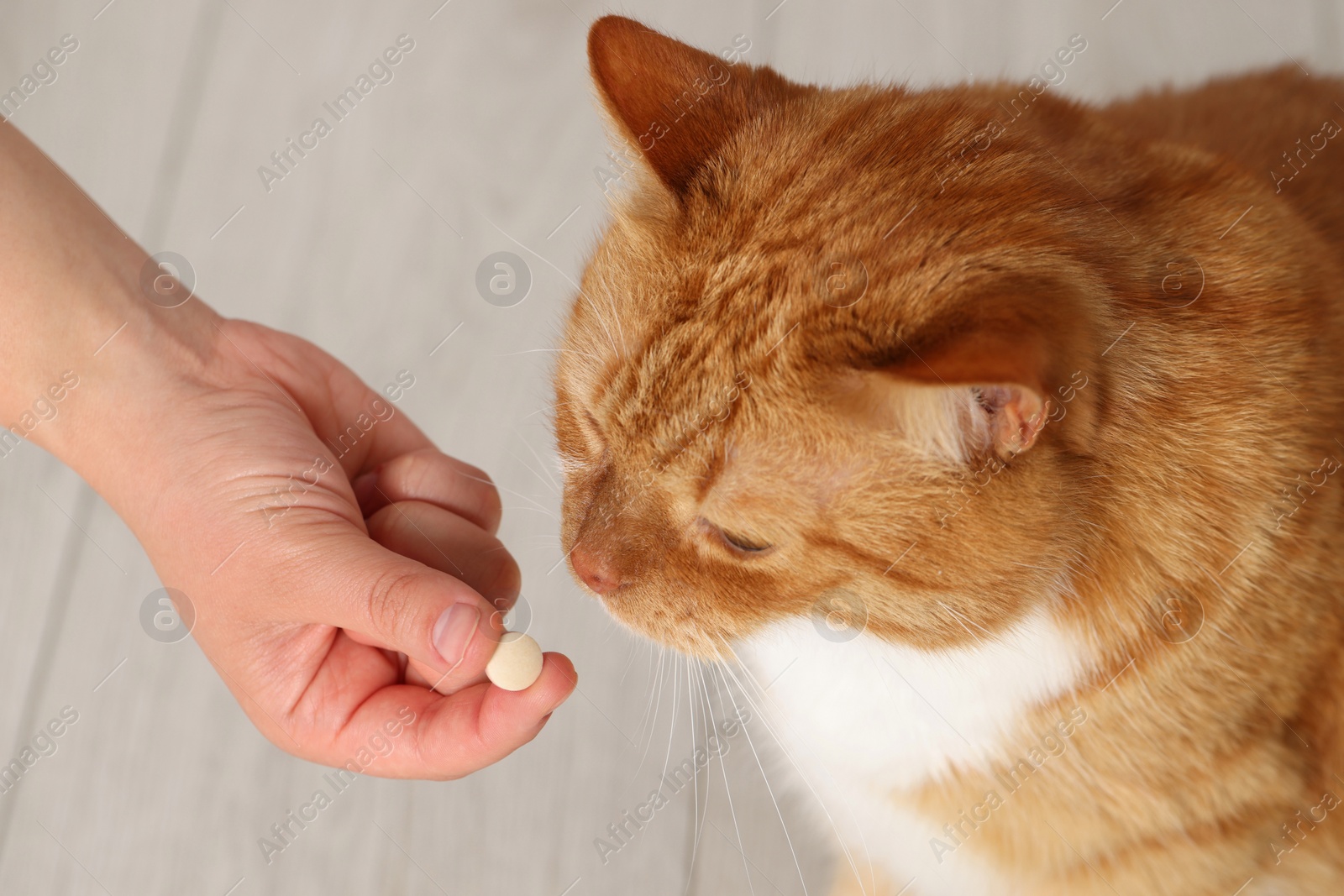 Photo of Woman giving vitamin pill to cute cat indoors, closeup