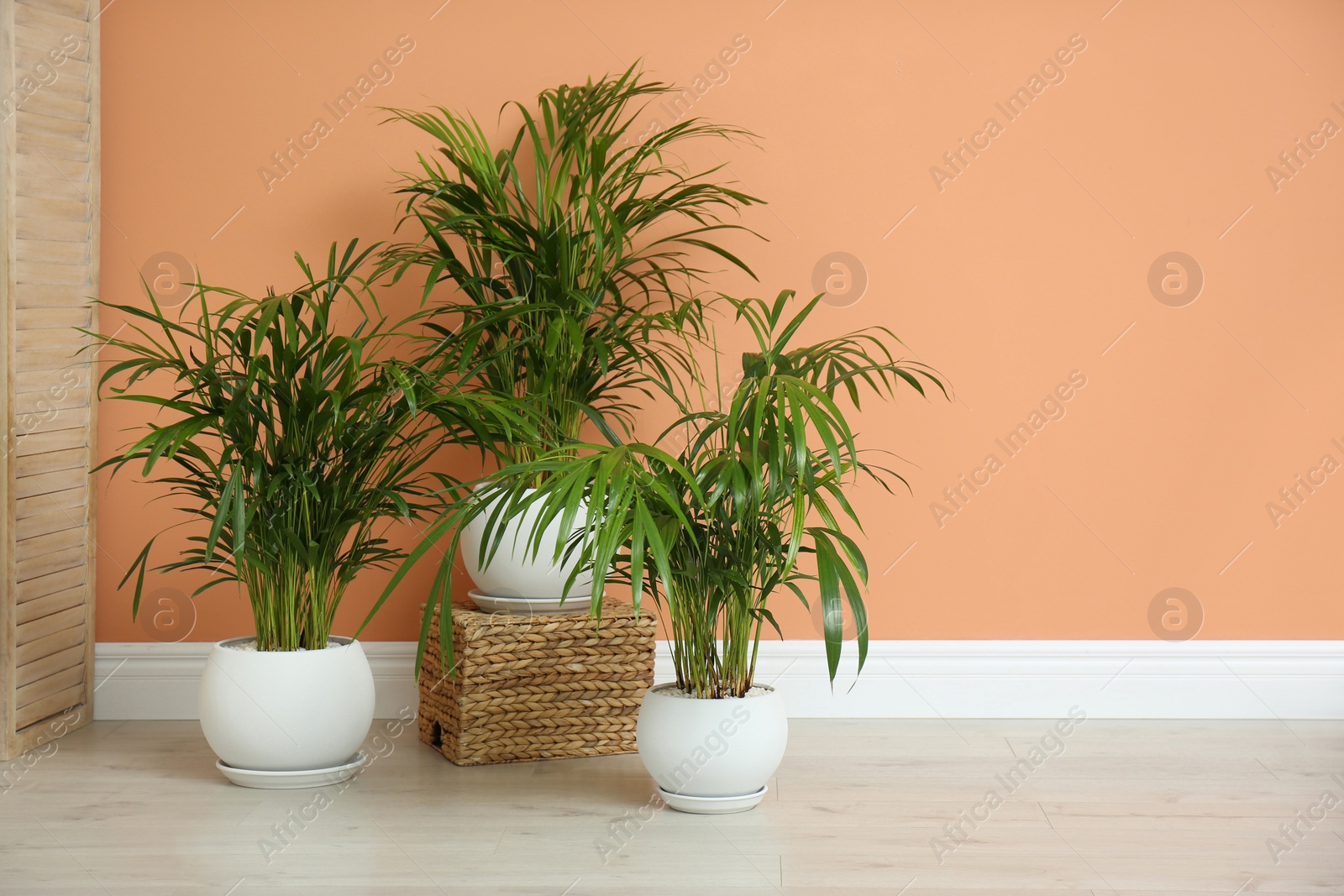 Photo of Beautiful exotic house plants near color wall indoors