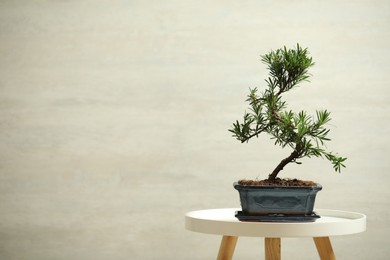 Photo of Japanese bonsai plant on white table, space for text. Creating zen atmosphere at home