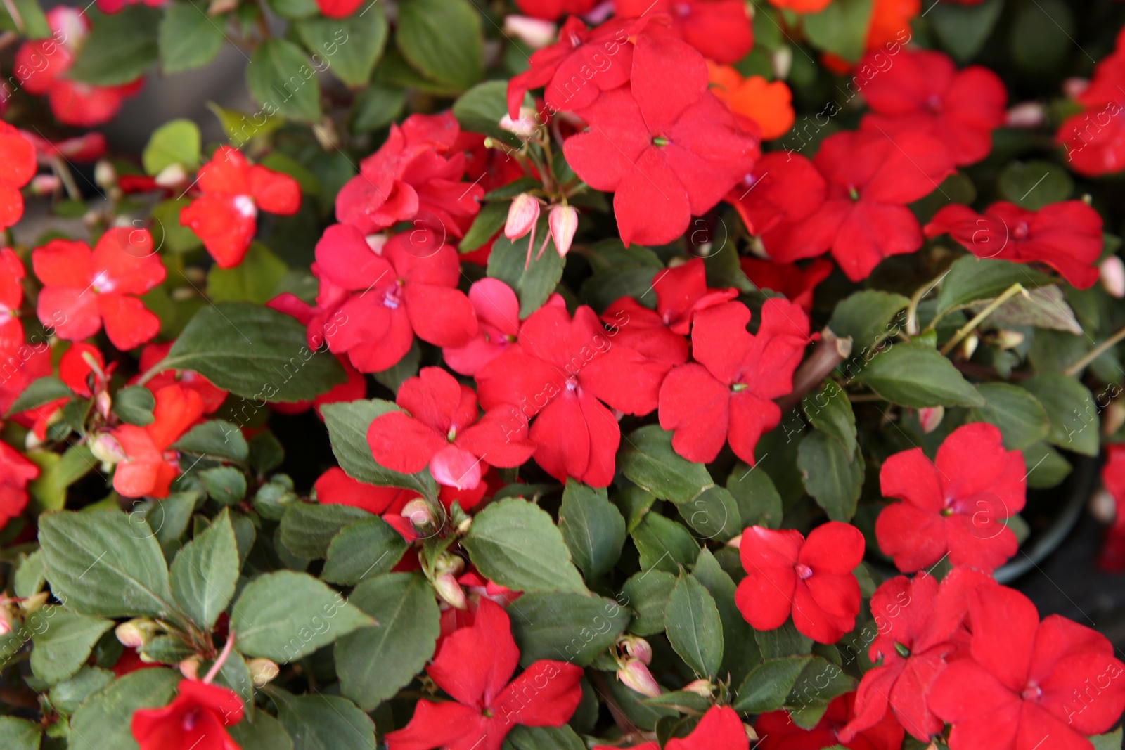 Photo of Closeup view of beautiful petunia flowers. Potted plant