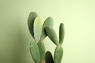 Photo of Beautiful cactus on green background. Tropical plant