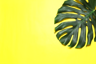 Photo of Green fresh monstera leaf on color background, top view with space for text. Tropical plant