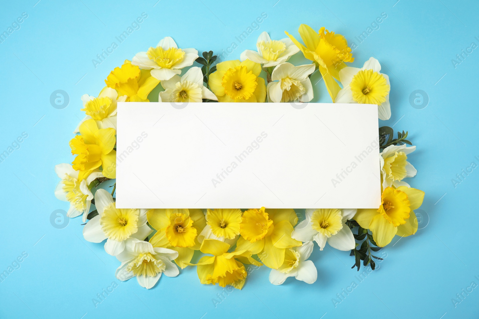 Photo of Flat lay composition with daffodils and card on color background, space for text. Fresh spring flowers