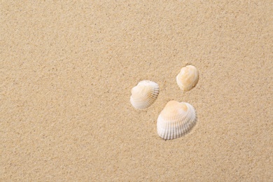 Photo of Beautiful seashells on beach sand, flat lay with space for text. Summer vacation