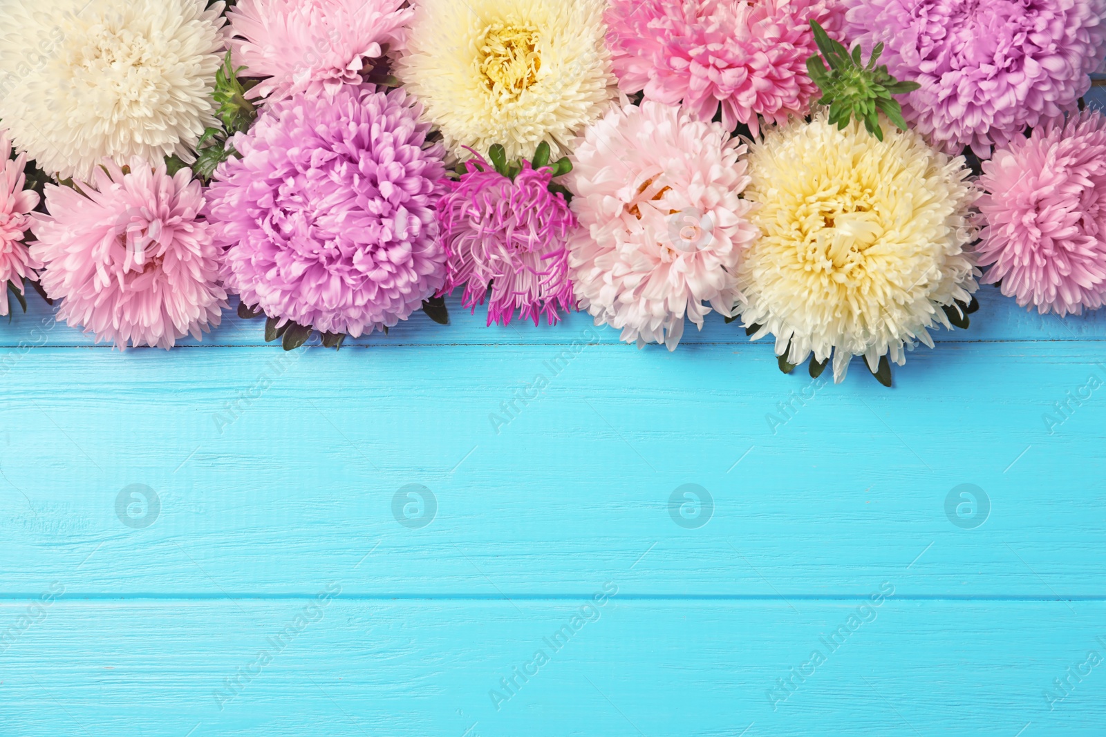 Photo of Beautiful aster flowers and space for text on wooden background, flat lay