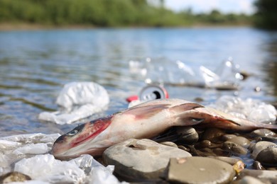 Photo of Dead fish among trash on stones near river. Environmental pollution concept