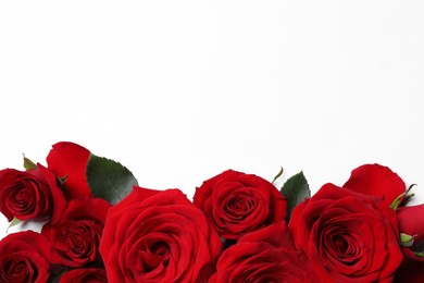 Beautiful red roses on white background, flat lay. Space for text