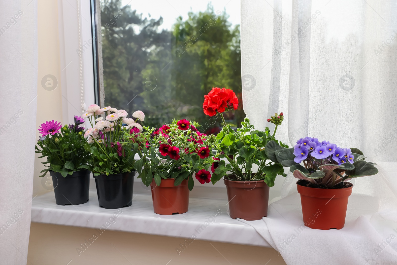 Photo of Different beautiful potted flowers on windowsill indoors