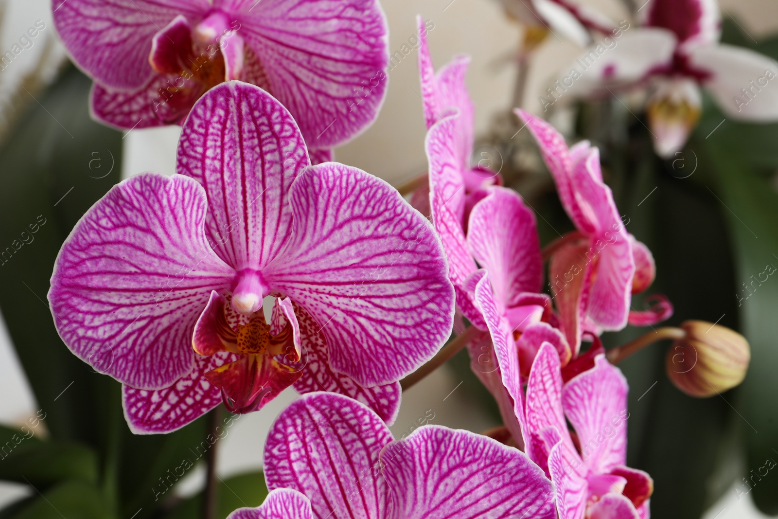 Photo of Beautiful pink orchid flower on blurred background, closeup