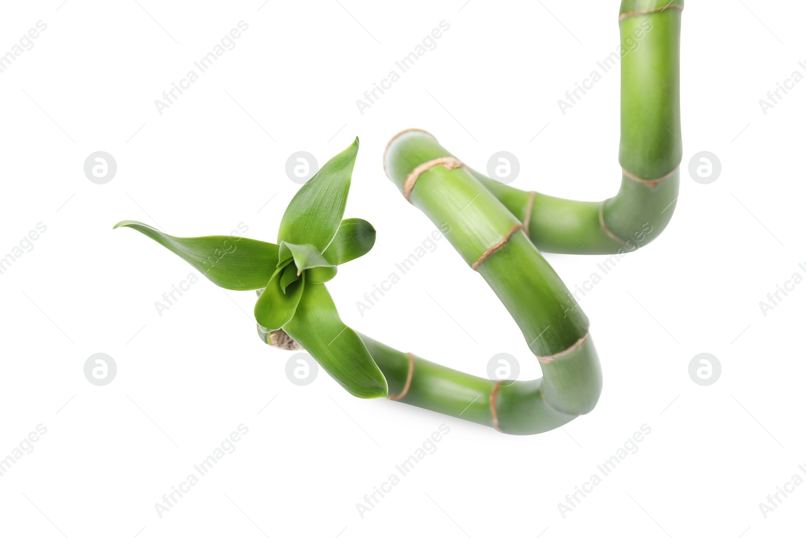Photo of Beautiful green bamboo stem with leaves on white background