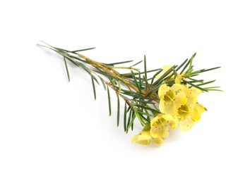 Photo of Branch of tea tree with flowers on white background. Natural essential oil