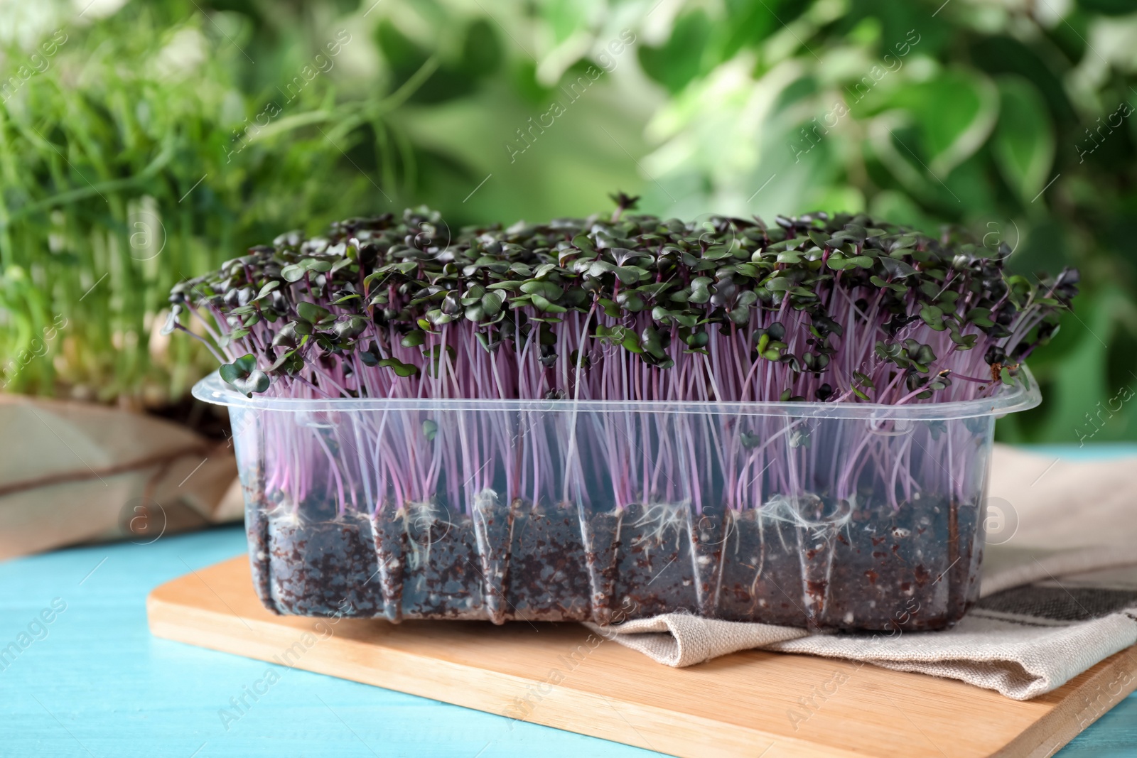 Photo of Fresh organic microgreen in plastic container on light blue table