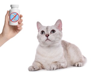 Image of Deworming. Owner with medical bottle of anthelmintic drugs and cute British Shorthair cat on white background, closeup
