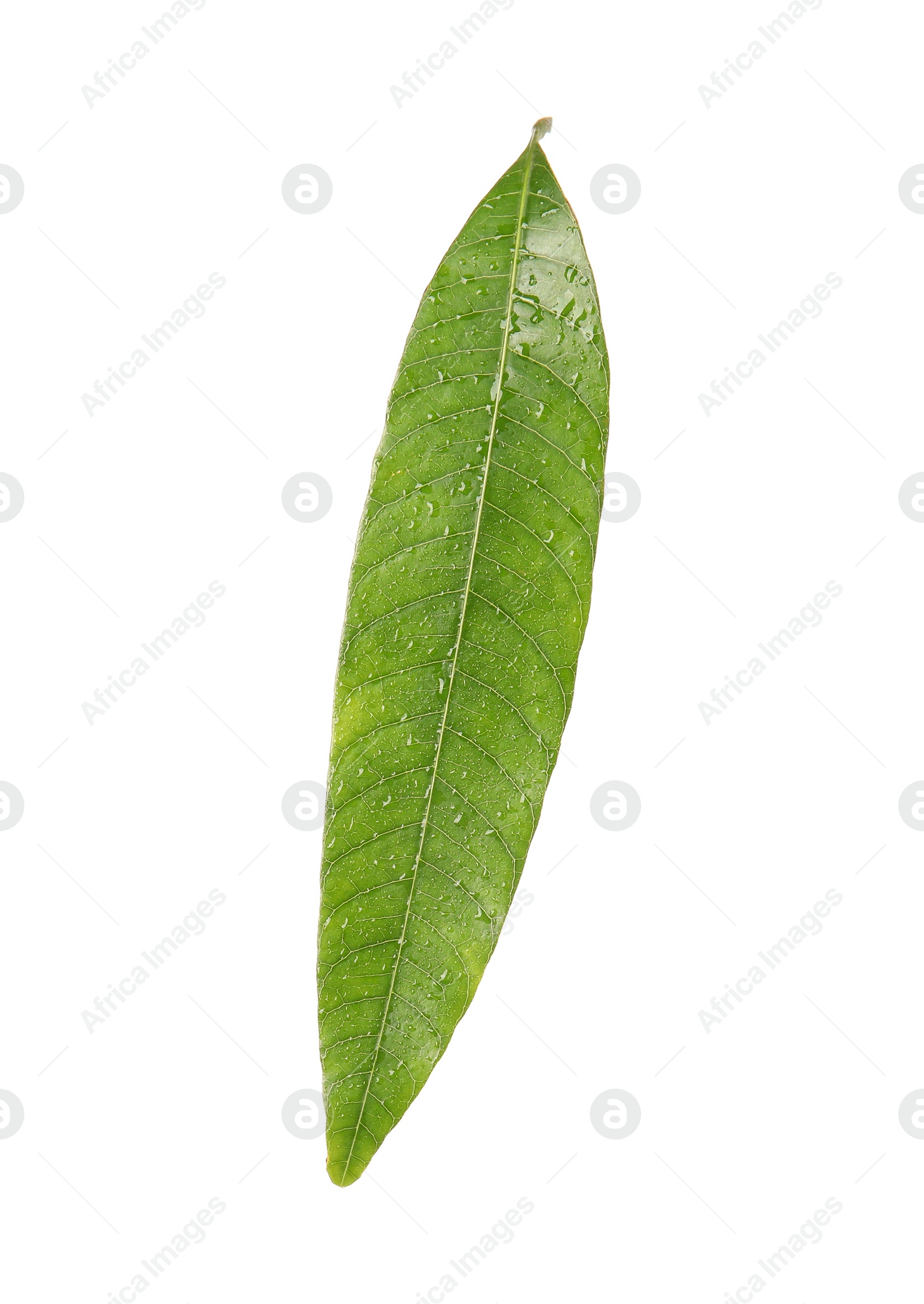 Photo of Green mango leaf with water drops on white background