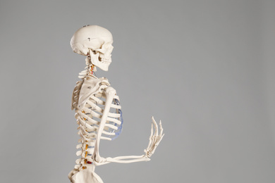 Photo of Artificial human skeleton model on grey background. Space for text